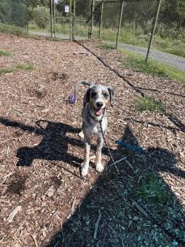 JUICE -  Poodle and Mixed Breed Dog for Adoption in Leesburg, Virginia - JUICE | PetCurious