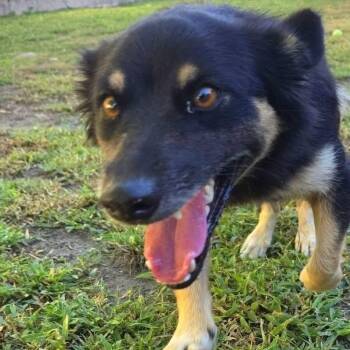 CHANNEL (out of town) -  Hovawart Dog for Adoption in New York, New York - CHANNEL (out Of Town) | PetCurious