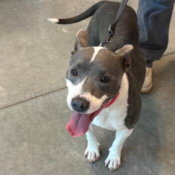 Tallulah (FKA Tasha) 22472 -  Pit Bull Terrier and Mixed Breed Dog for Adoption in Cumming, Georgia - Tallulah (FKA Tasha) 22472 | PetCurious
