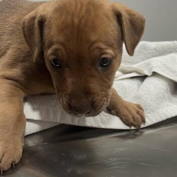 Beverly -  Rottweiler and Mixed Breed Dog for Adoption in Richmond Hill, Georgia - Beverly | PetCurious