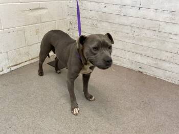 Rescue Pit Bull Terrier and Mixed Breed Dogs for Adoption in San Bernardino, California - HANNAH | PetCurious
