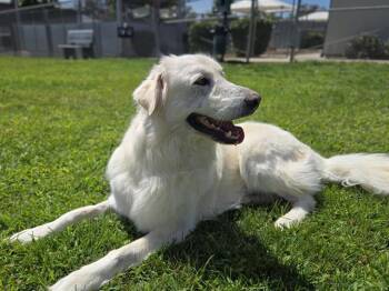 TEDDIE -  Great Pyrenees Dog for Adoption in Auburn, California - TEDDIE | PetCurious