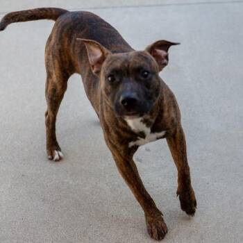 WALLY -  Terrier Dog for Adoption in Seymour, Indiana - WALLY | PetCurious