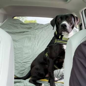 Tooch -  Labrador Retriever Dog for Adoption in Williston, Vermont - Tooch | PetCurious