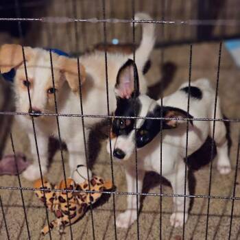 Horton -  Australian Cattle Dog Blue Heeler and Poodle Dog for Adoption in Chandler, Arizona - Horton | PetCurious