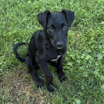Poppy -  Rat Terrier Dog for Adoption in Warren, Michigan - Poppy | PetCurious