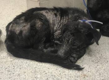 A431021 -  German Shepherd Dog Dog for Adoption in Conroe, Texas - A431021 | PetCurious