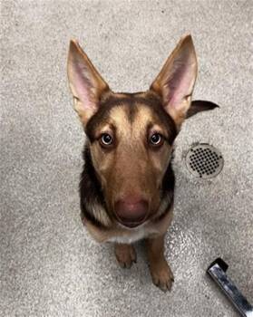 FINN -  German Shepherd Dog and Labrador Retriever Dog for Adoption in Alameda, California - FINN | PetCurious
