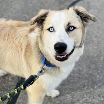 Duvall -  Husky and Great Pyrenees Dog for Adoption in Lenexa, Kansas - Duvall | PetCurious