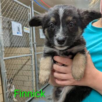 German Shepherd Dog and Beagle Dogs Available for Adoption in Greenville, Pennsylvania - Finnick | PetCurious