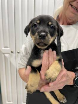 Mixed Breed Dogs Available for Adoption in Chattanooga, Tennessee - Cindy | PetCurious