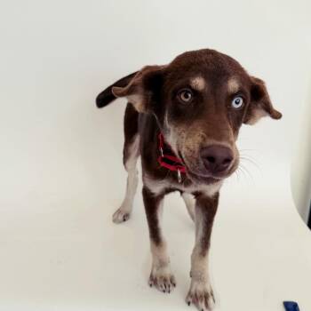 Sahara -  Mixed Breed Dog for Adoption in Brentwood, Missouri - Sahara | PetCurious