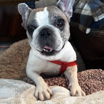 Babette — The Tiny Frenchie With a Big Personality -  French Bulldog Dog for Adoption in Houston, Texas - Babette — The Tiny Frenchie With A Big Personality | PetCurious