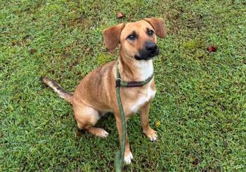Rescue Mixed Breed Dogs for Adoption in Calabash, North Carolina - Mojo | PetCurious