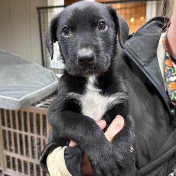 Rescue Mixed Breed Dogs for Adoption in Tacoma, Washington - Maverick | PetCurious