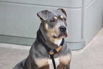 Khaleesi -  Mixed Breed Dog for Adoption - Khaleesi | PetCurious