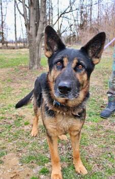 German Shepherd Dog and Mixed Breed Dogs Available for Adoption in Morton Grove, Illinois - Paulie | PetCurious