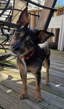 Bear -  Wirehaired Terrier and Mixed Breed Dog for Adoption in Detroit, Michigan - Bear | PetCurious