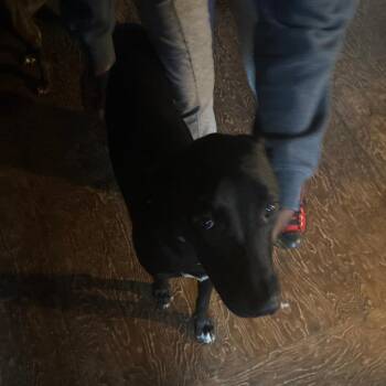 Sapphire -  Shepherd and Mixed Breed Dog for Adoption in Bristol, Indiana - Sapphire | PetCurious