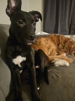 Pit Bull Terrier Dogs Available for Adoption - Wednesday | PetCurious