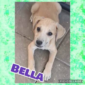 Bella -  West Highland White Terrier Westie and Dachshund Dog for Adoption in Ringwood, New Jersey - Bella | PetCurious