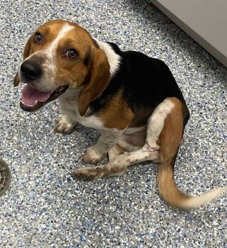 Beagle Dogs Available for Adoption in Angola, Indiana - Davy Jones | PetCurious