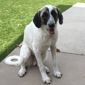 Palomo -  Great Pyrenees and Mixed Breed Dog for Adoption in New York, New York - Palomo | PetCurious