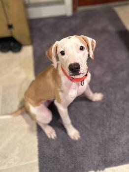 Ace -  Mixed Breed Dog for Adoption in Highland, New York - Ace | PetCurious