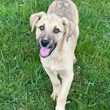 Baloo -  Labrador Retriever and Mixed Breed Dog for Adoption in Phoenix, Maryland - Baloo | PetCurious