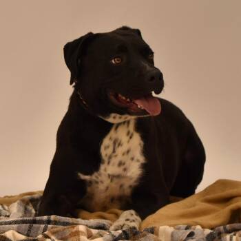 Black Labrador Retriever and Labrador Retriever Dogs Available for Adoption in Wharton, Texas - Elijah | PetCurious