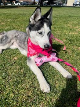 Siberian Husky and Husky Dogs Available for Adoption in Los Angeles, California - Tracey (Nova) | PetCurious