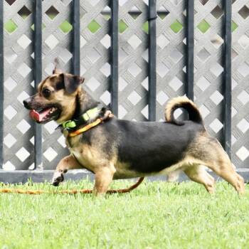 Chihuahua Dogs Available for Adoption in Dublin, California - Ben | PetCurious