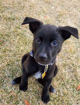 Cattle Dog Dogs Available for Adoption - Ms. Rosie Posie | PetCurious