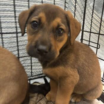 Boxer Dogs Available for Adoption in Tupelo, Mississippi - Dallas - 042003U | PetCurious
