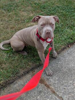 Rori -  Pit Bull Terrier Dog for Adoption in Crete, Illinois - Rori | PetCurious