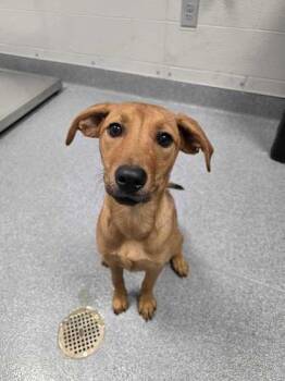 Rescue Pit Bull Terrier Dogs for Adoption in Sevierville, Tennessee - Rosita | PetCurious