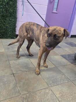 61184380 -  Mixed Breed Dog for Adoption in El Paso, Texas - 61184380 | PetCurious