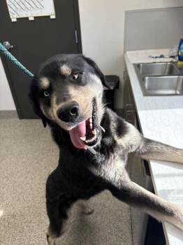 Shepherd and Siberian Husky Dogs Available for Adoption in Van Wert, Ohio - Archangel | PetCurious