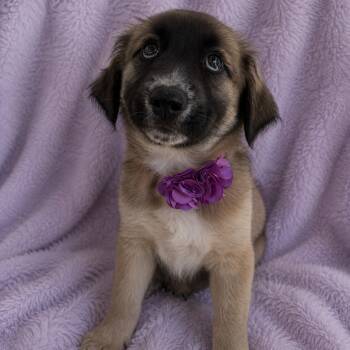 Sara -  Australian Shepherd Dog Available for Adoption in Poway, California - Sara | PetCurious