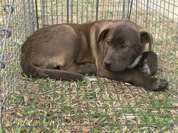 Mixed Breed Dogs Available for Adoption - J.J. | PetCurious