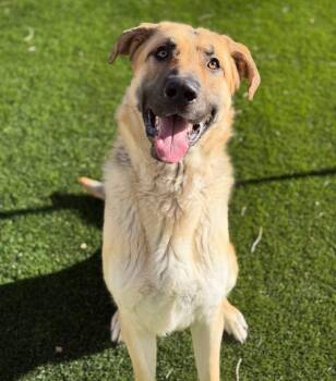 German Shepherd Dog Dogs Available for Adoption - Sir Borkington | PetCurious