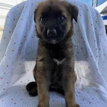 Friday -  Shepherd Dog for Adoption in Hawthorne, California - Friday | PetCurious