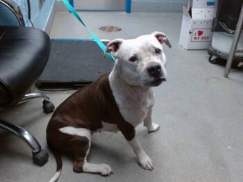 Rescue Pit Bull Terrier and Mixed Breed Dogs for Adoption in Albuquerque, New Mexico - SWEETS | PetCurious