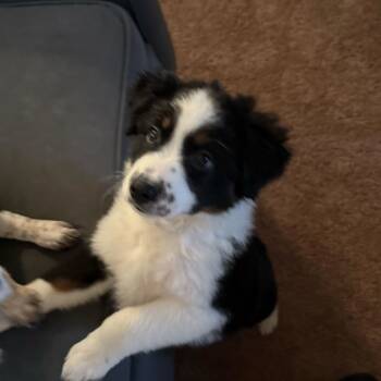 Rescue Border Collie and Mixed Breed Dogs for Adoption in Glenfield, New York - Doc | PetCurious
