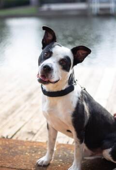 Mixed Breed Dogs Available for Adoption - Hugo | PetCurious