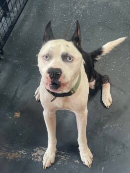 Rescue American Staffordshire Terrier and Mixed Breed Dogs for Adoption in St. Augustine, Florida - Scamp | PetCurious