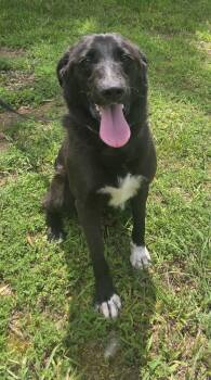 Daphne -  Border Collie and Labrador Retriever Dog for Adoption in Attalla, Alabama - Daphne | PetCurious