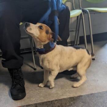 Bolt -  Beagle and Jack Russell Terrier Dog for Adoption in Philadelphia, Pennsylvania - Bolt | PetCurious
