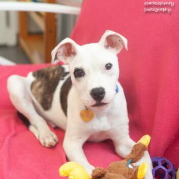 Stan -  Mixed Breed Dog Available for Adoption in Ridgefield, Connecticut - Stan | PetCurious