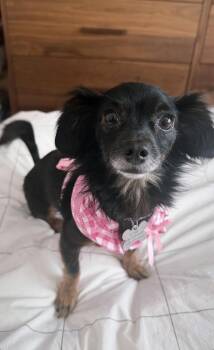 Dachshund and Chihuahua Dogs Available for Adoption in San Francisco, California - Mandy | PetCurious